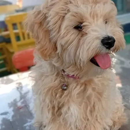 Neseli Bahce Cafe Apartmanhotel