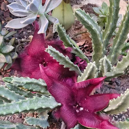 Apartmanhotel Neseli Bahce Cafe Seferihisar