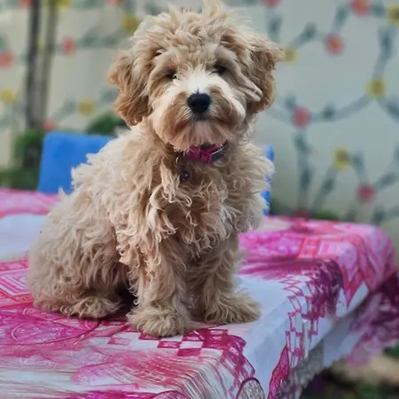 Neseli Bahce Cafe Apartmanhotel